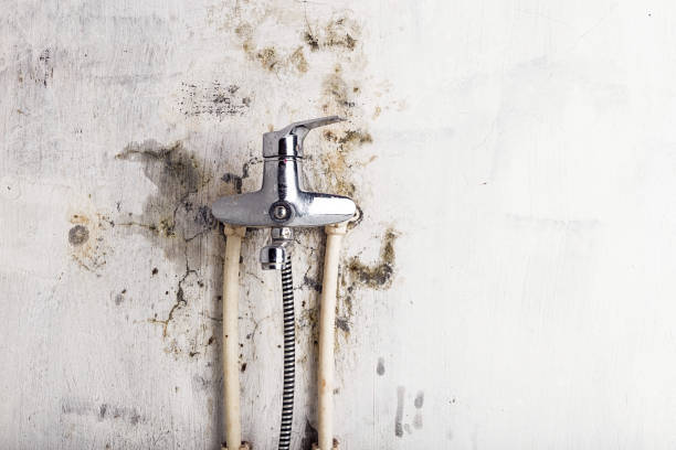 Best Same-Day Mold Removal  in Mahopac, NY