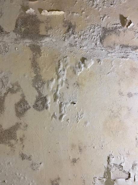 Best Crawl Space Mold Removal  in Mahopac, NY