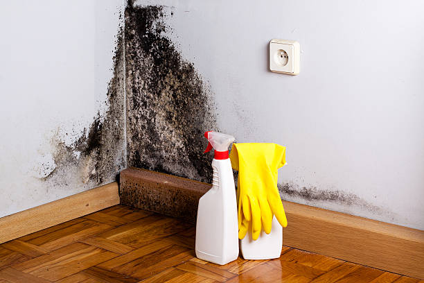 Best Toxic Mold Removal  in Mahopac, NY