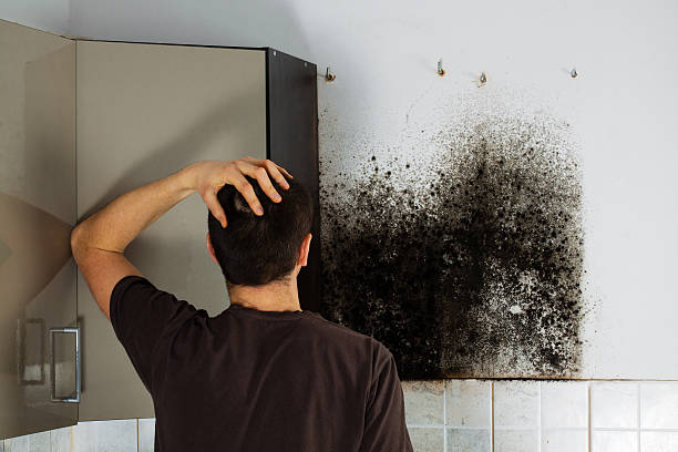 Best Certified Mold Removal  in Mahopac, NY