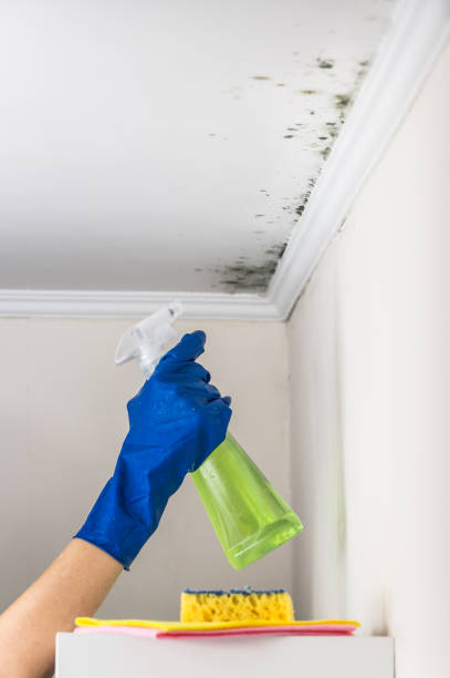 Attic Mold Removal in Mahopac, NY